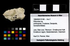 Foto (Objekt + Etikett) von Pithonoton sp.  (NHMW-GEO-1990-0041-3148)